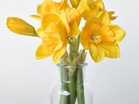 10  Faux Daffodil in Acrylic Water Online Sale