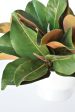 Magnolia Leaf Arrangement with Faux Ring Details Cheap