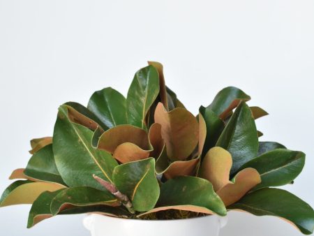 Magnolia Leaf Arrangement with Faux Ring Details Cheap