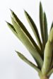 10.5  Faux Realtouch Agave Pick Succulent Cheap