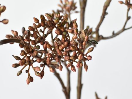 38  Faux Brown Sedum Berry Branch Fashion