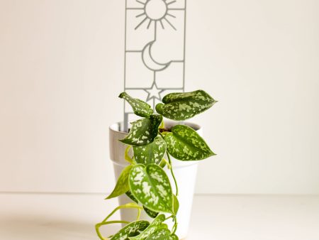 Sun Moon Star Houseplant Trellis Cheap