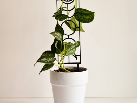 Moon Phase Houseplant Trellis Online Sale