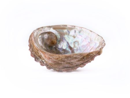 Abalone Shell Offering Bowl For Sale