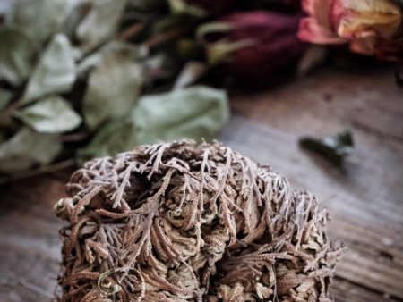 Rose of Jericho Hot on Sale