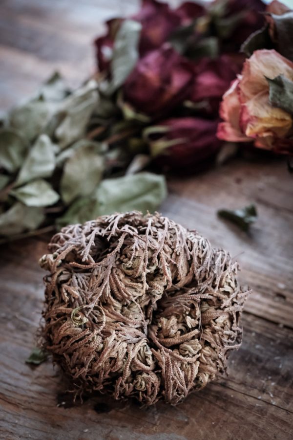 Rose of Jericho Hot on Sale