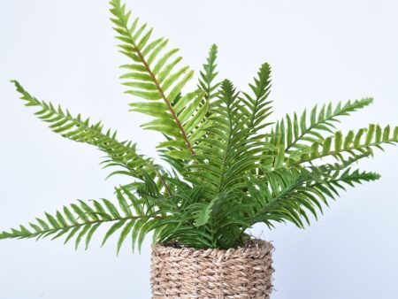 15  Faux Boston Fern in Seagrass Basket Container Fashion