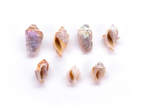 Mini Aura Druzy Conch Shells Sale