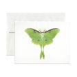 Luna Moth Greeting Card For Sale