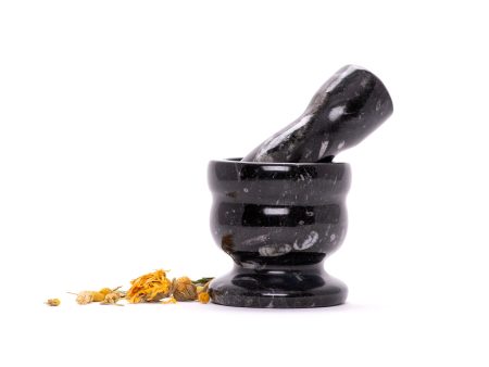 Orthoceras Mortar and Pestle Online Hot Sale