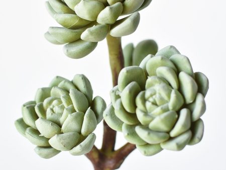 10  Faux Hen & Chicks Succulent Stem Hot on Sale