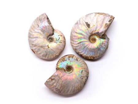 Aura Ammonite For Discount