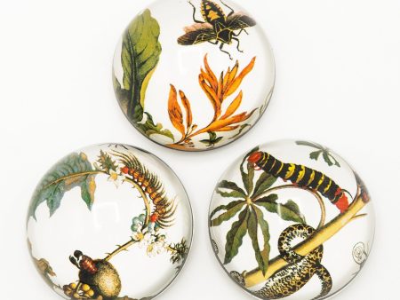 Botanical Art Cabochon Magnet - Set of Three Online